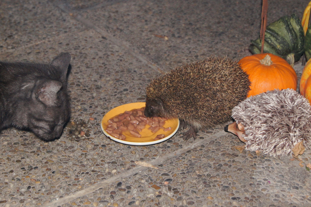 Katze und Igel ...