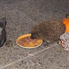 Katze und Igel ...