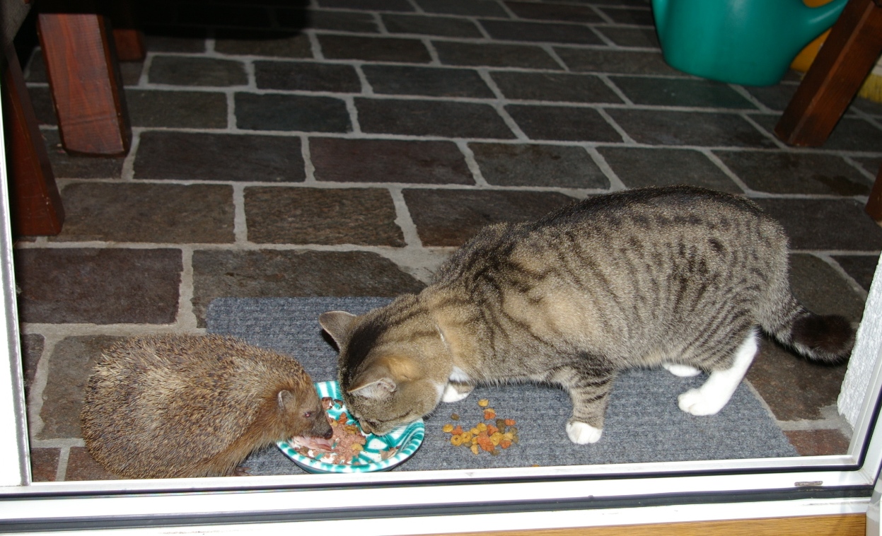 Katze und Igel beim gemeinsamen Abendessen