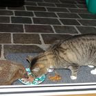 Katze und Igel beim gemeinsamen Abendessen