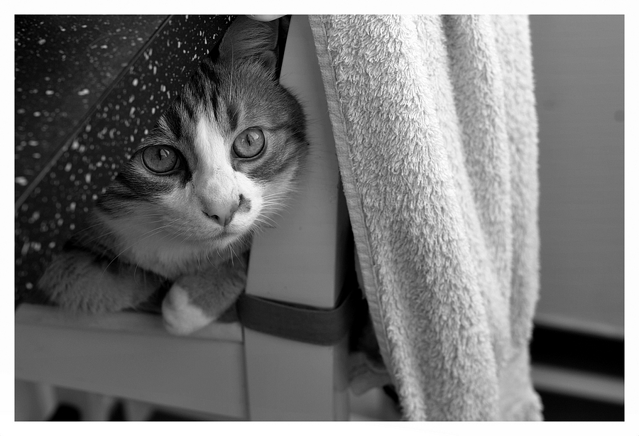 Katze und Küche, II Foto & Bild tiere, haustiere, katzen Bilder auf