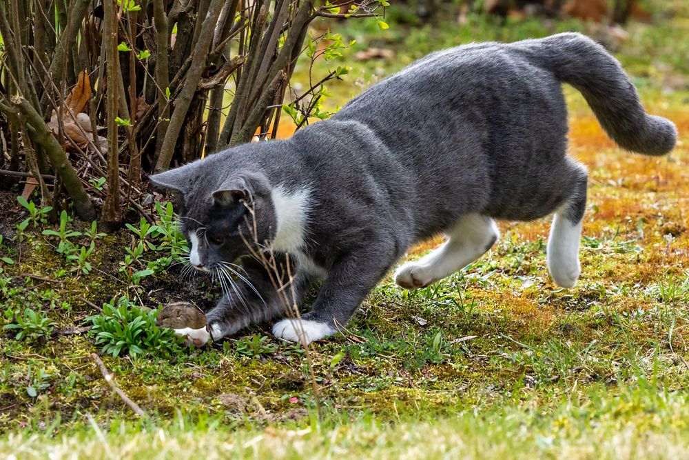 Katze und Maus