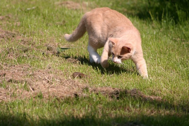 Katze und Maus