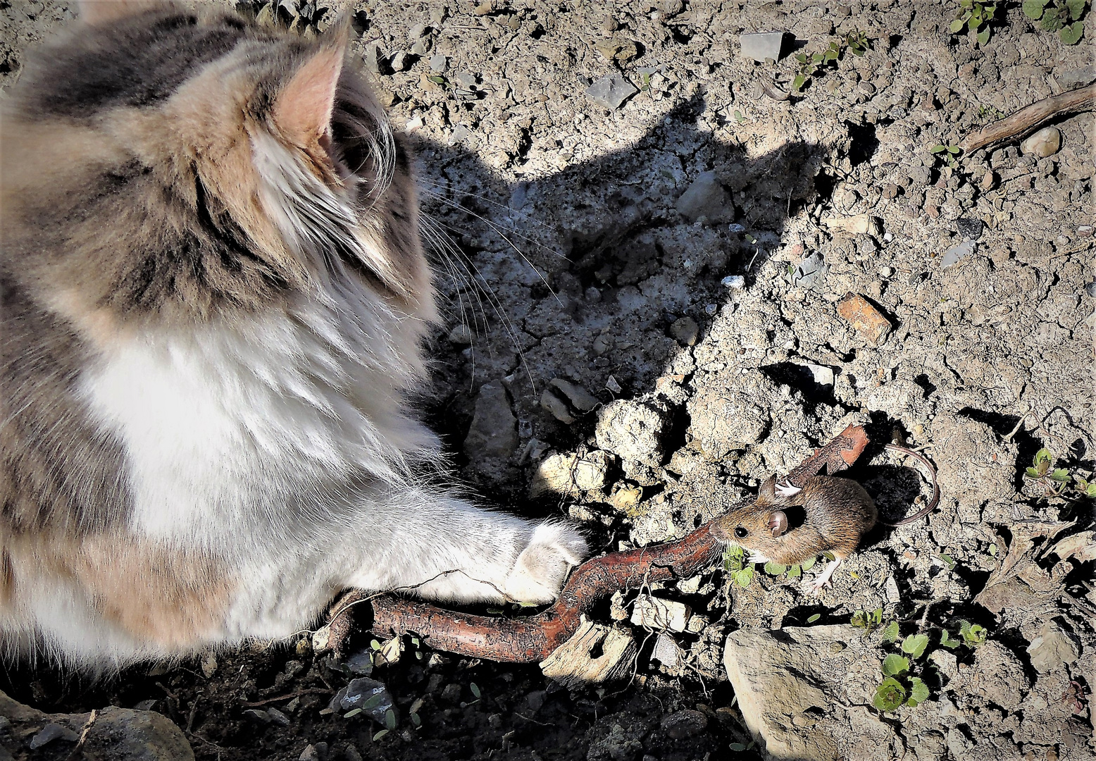 Katze und Maus...