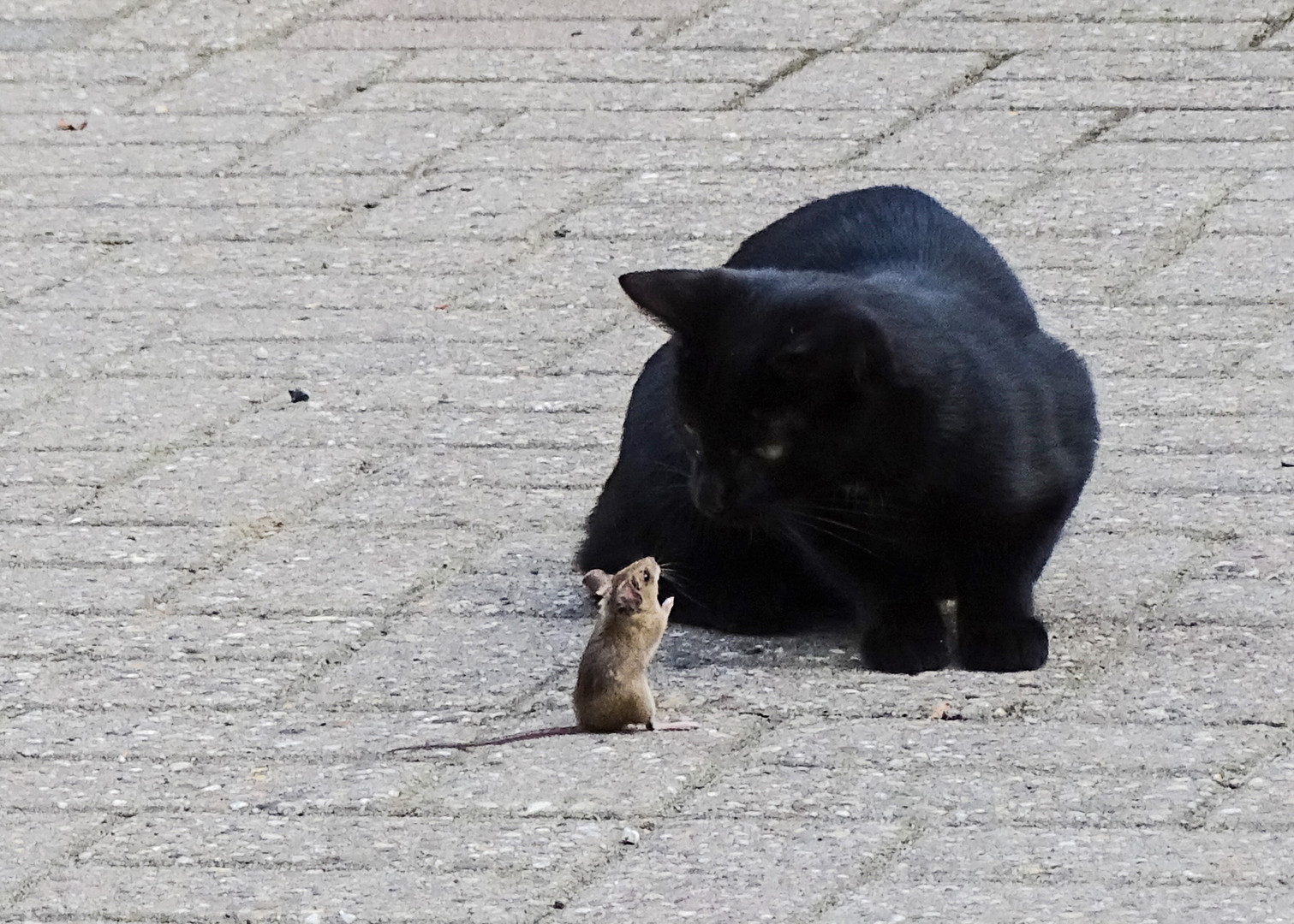 Katze und Maus