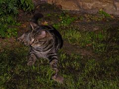 Katze und Maus