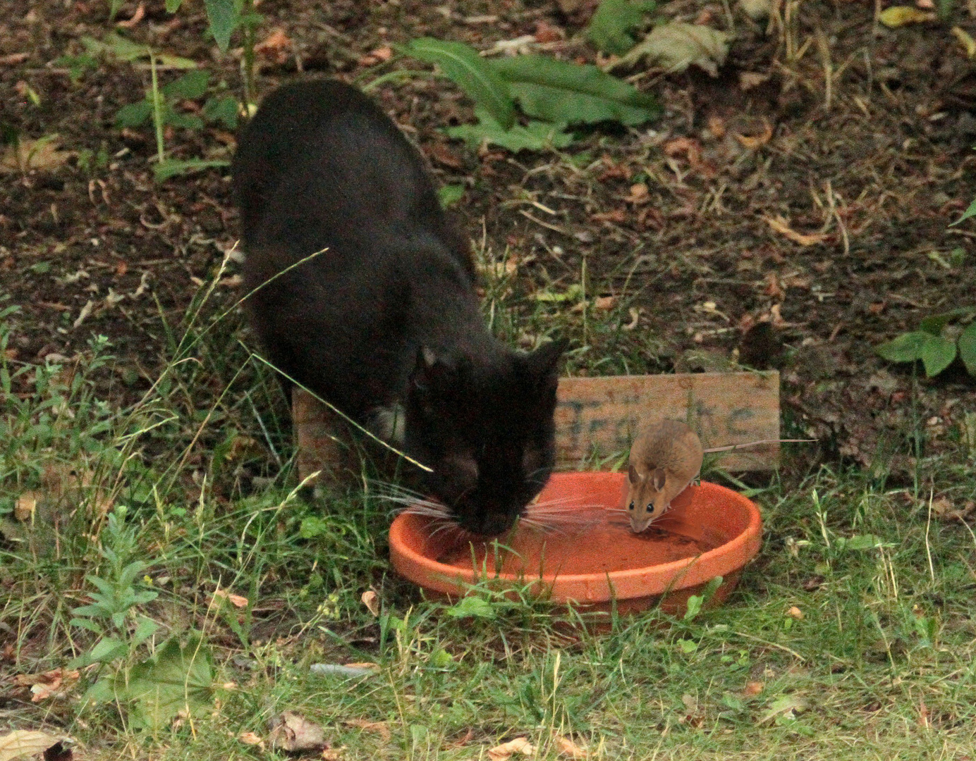 Katze und Maus......... 