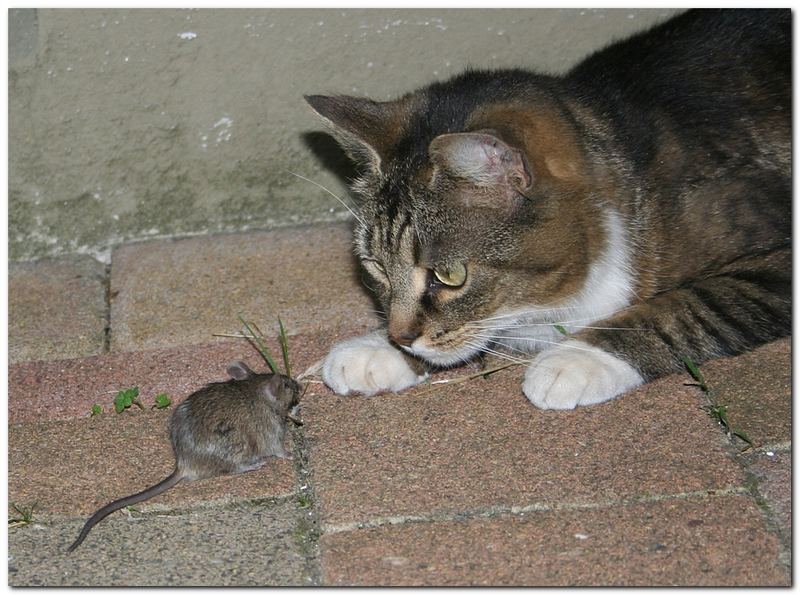 Katze und Maus