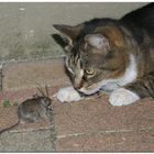 Katze und Maus