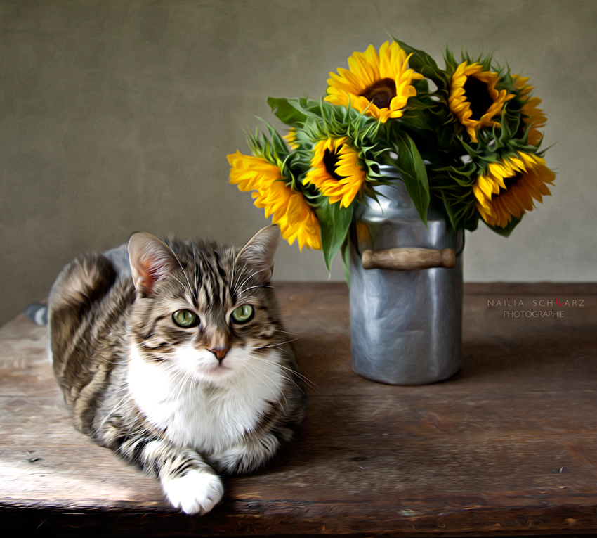 Katze und Sonnenblumen