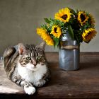 Katze und Sonnenblumen