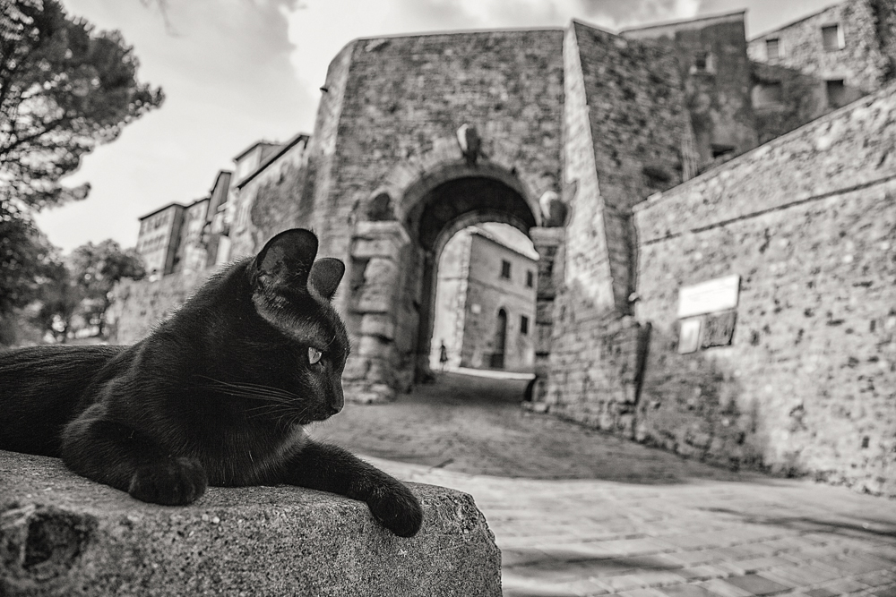 Katze und Stadtmauer