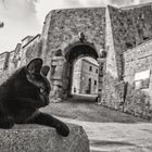 Katze und Stadtmauer