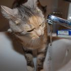 Katze und Wasser