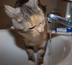 Katze und Wasser