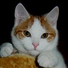 Katze - Unsere Katze