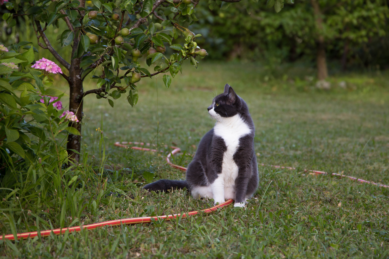 Katze unter Birnenbaum