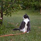 Katze unter Birnenbaum