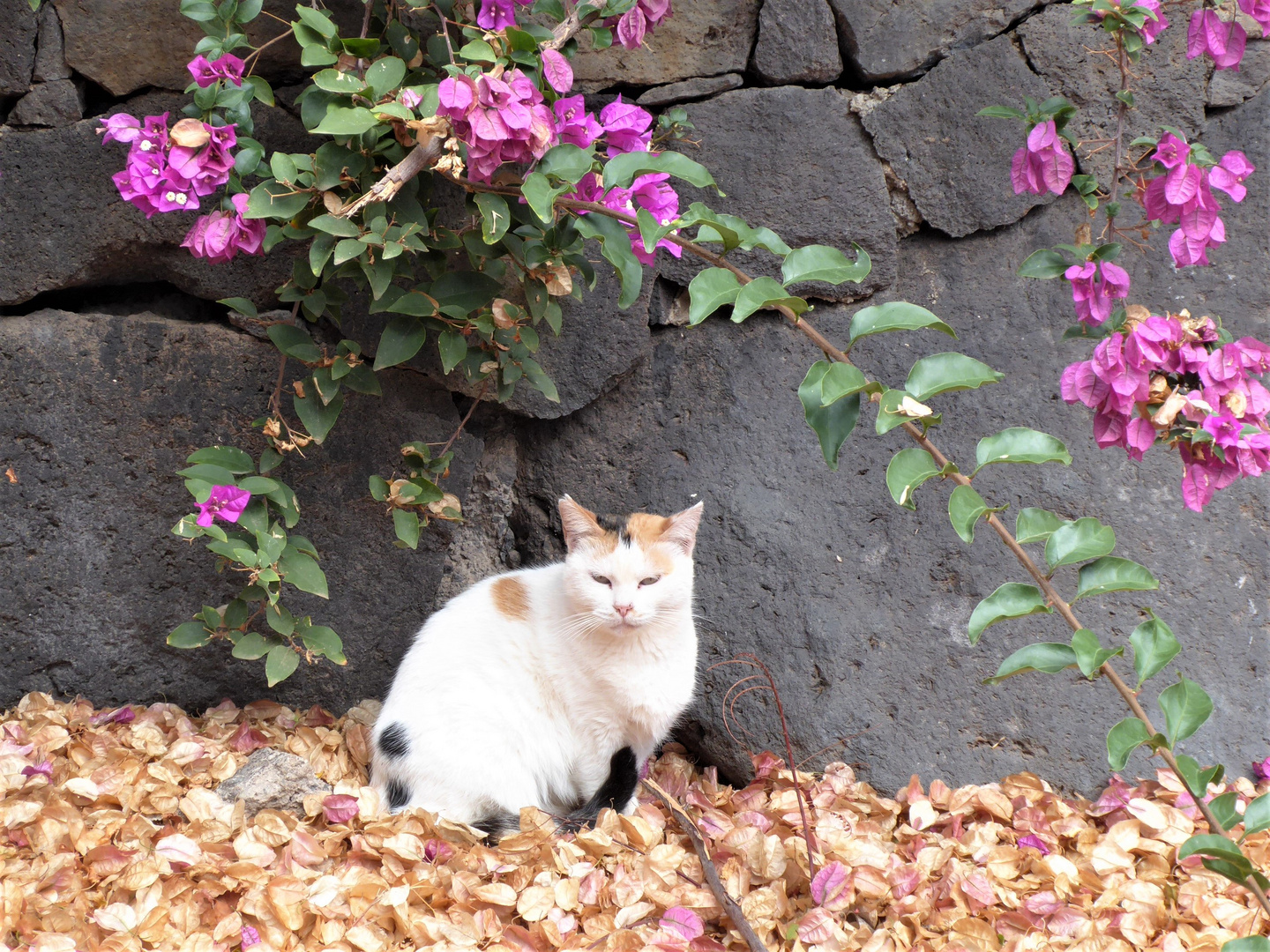 Katze unter Bougainvillea...