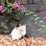 Katze unter Bougainvillea...