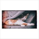 ~ Katze unter Decke Bild  part 9 ~