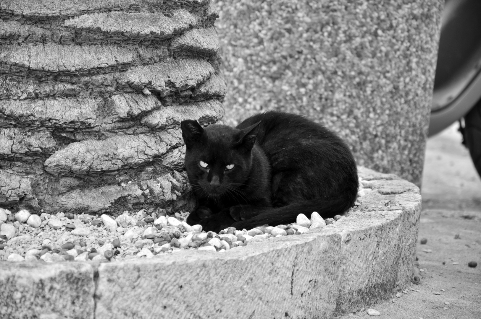 Katze unter der Palme