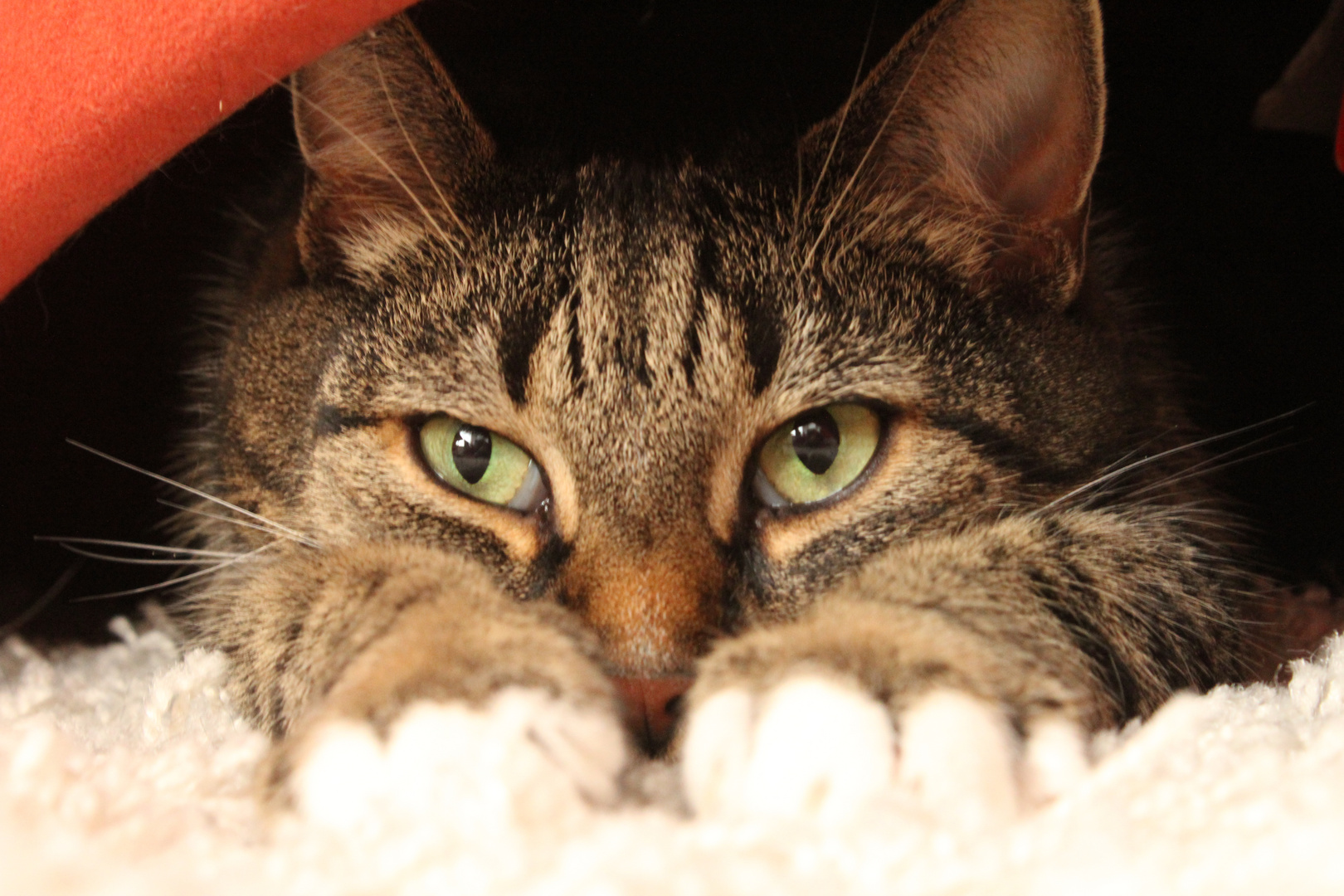 Sofa Katze - The Door Knockers