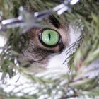 katze unterm weihnachtsbaum