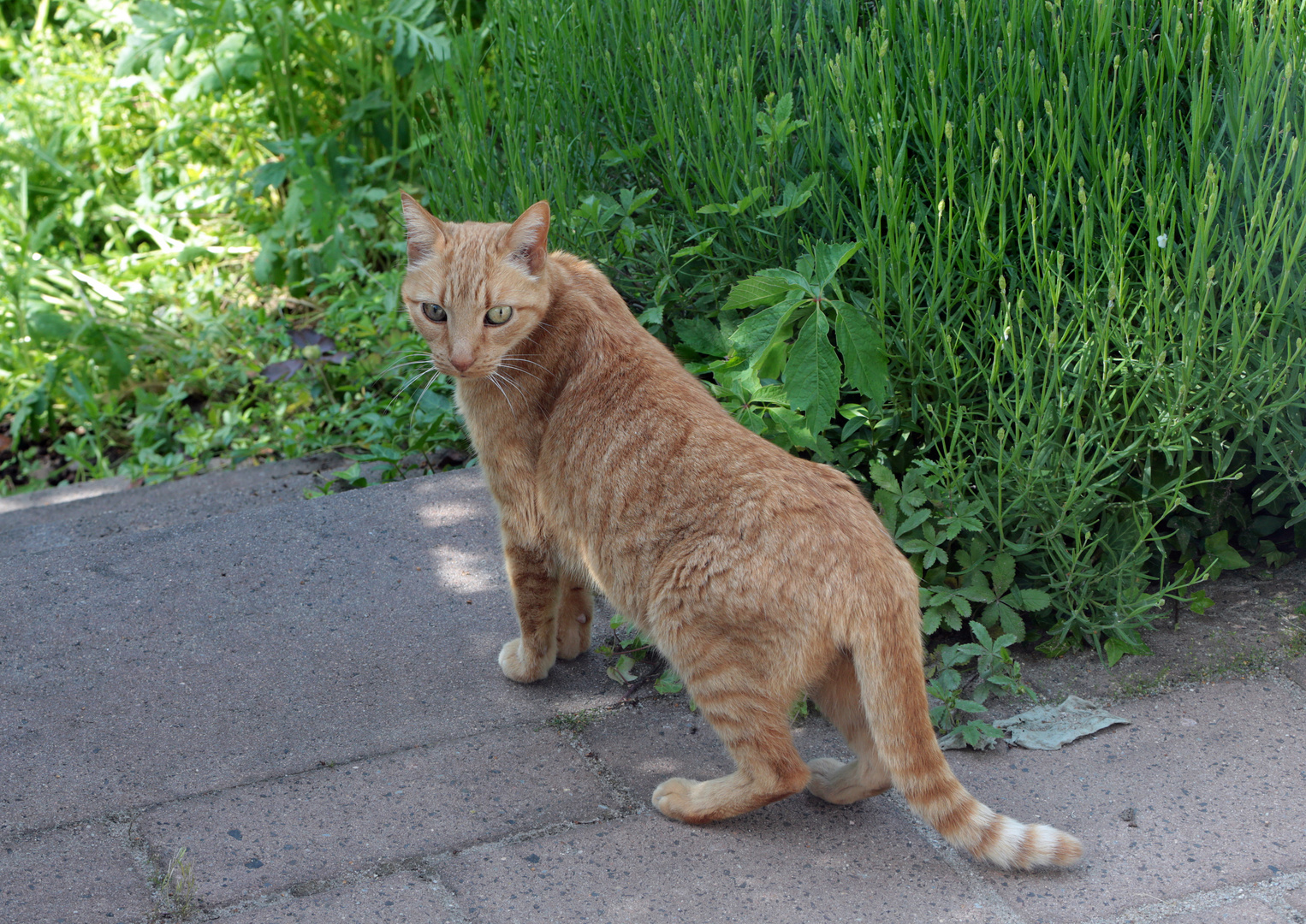 Katze - unterwegs entdeckt