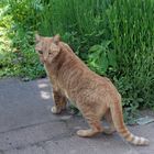 Katze - unterwegs entdeckt