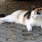 Katze - unterwegs entdeckt