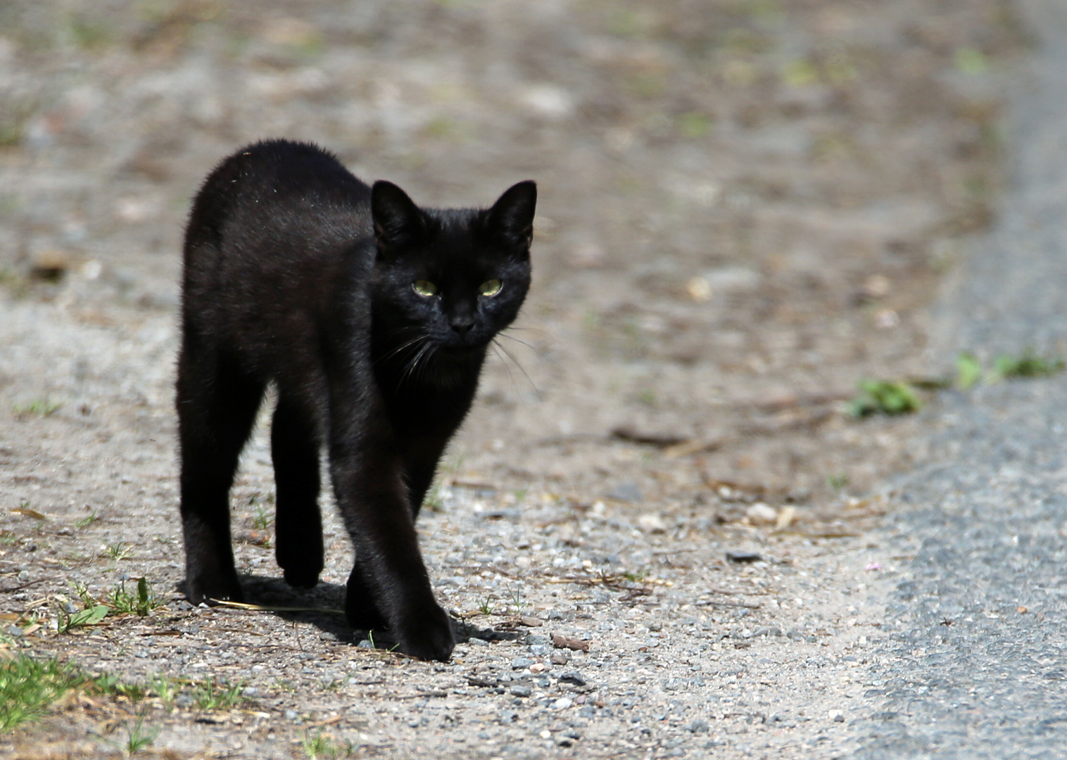 Katze - unterwegs entdeckt