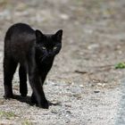 Katze - unterwegs entdeckt