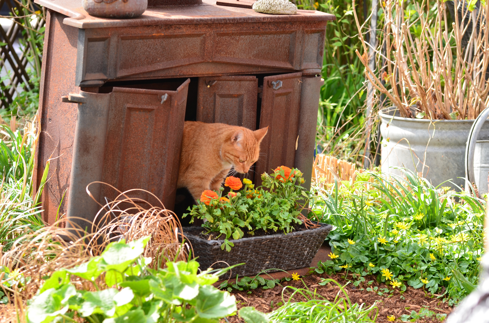 Katze verlässt das Versteck