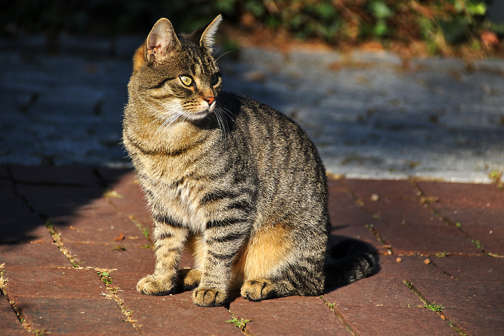 Katze von der Herbstsonne erleuchtet