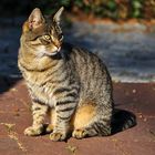 Katze von der Herbstsonne erleuchtet