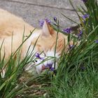 Katze von Ettenbühl - Ein Schläfchen in Ehren