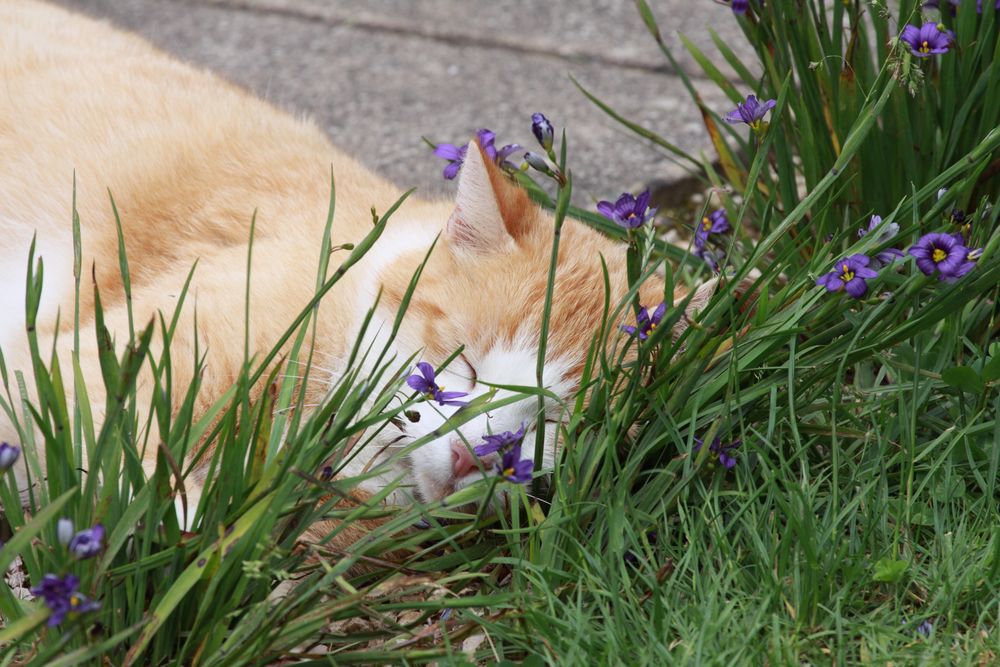 Katze von Ettenbühl - Ein Schläfchen in Ehren