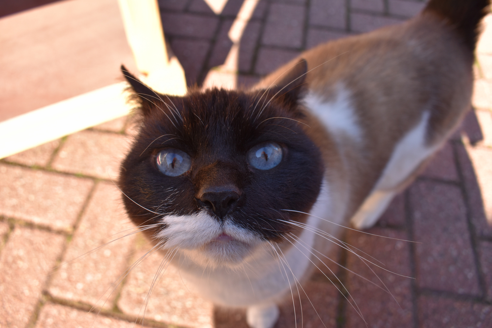 Katze von neben an