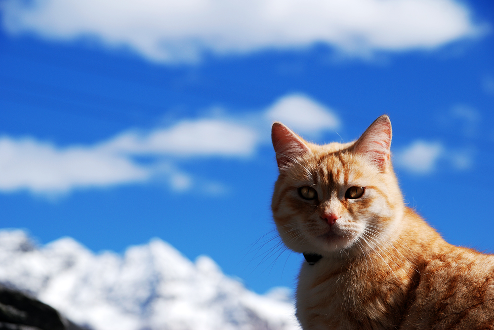 Katze vor Berglandschaft