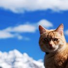 Katze vor Berglandschaft