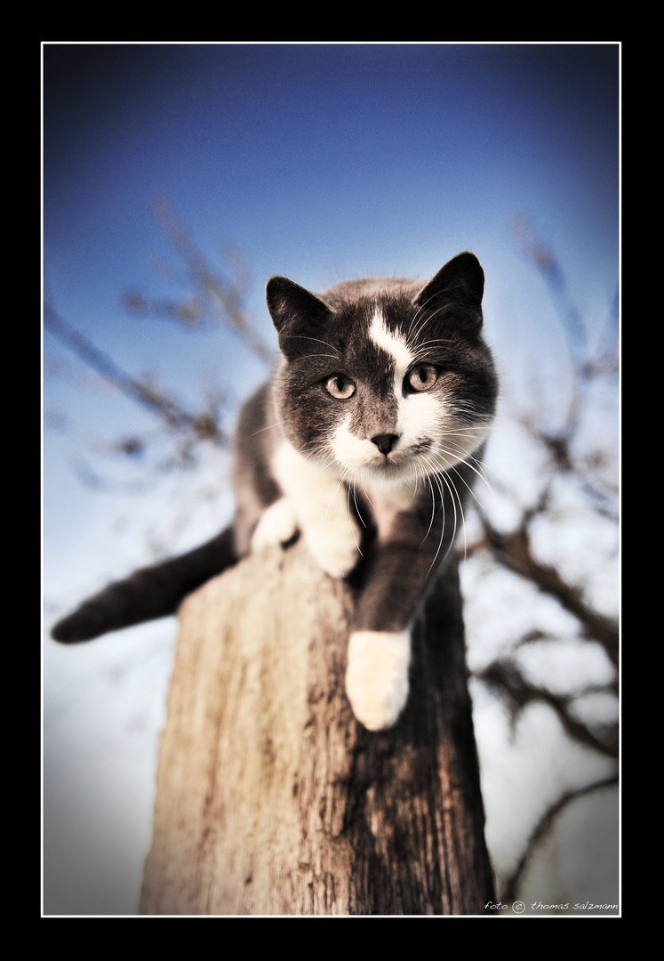 Katze vor dem Absprung