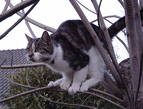 Katze vor dem Sprung