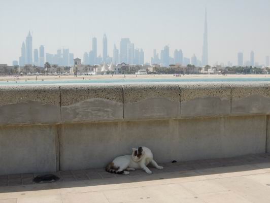 Katze vor Dubai