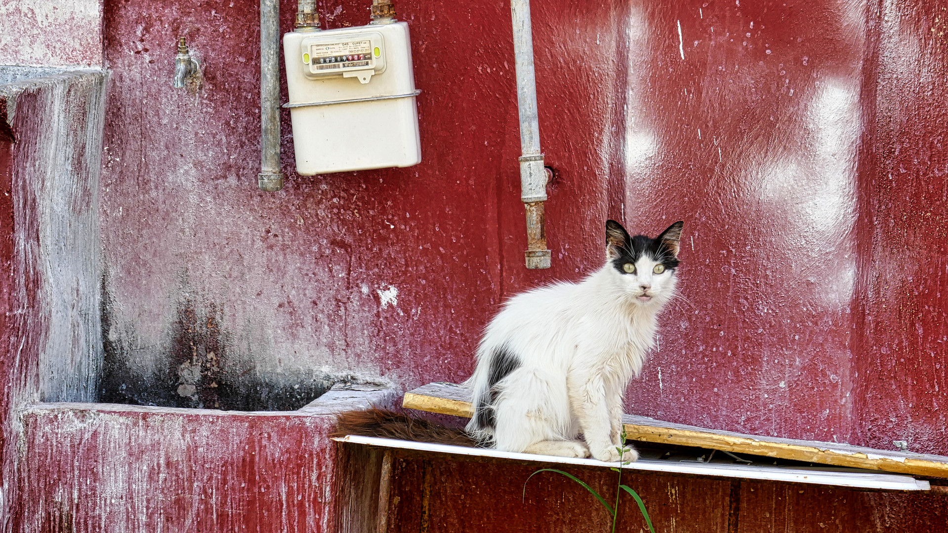 Katze vor Fassade in der Altstadt, Havanna