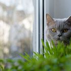 Katze vor Gras neben Fenster