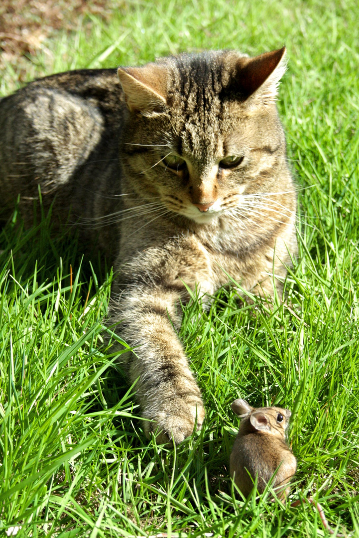 Katze vs. Maus??