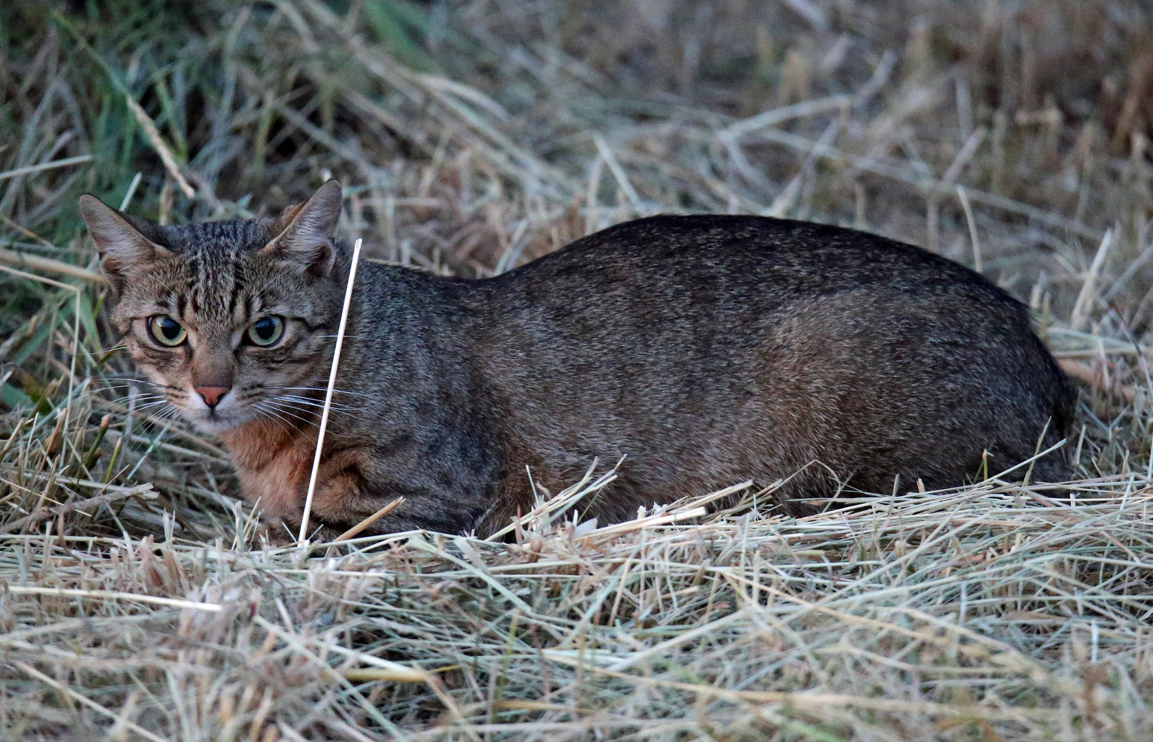 Katze: wachsam im Heu