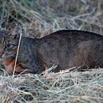 Katze: wachsam im Heu