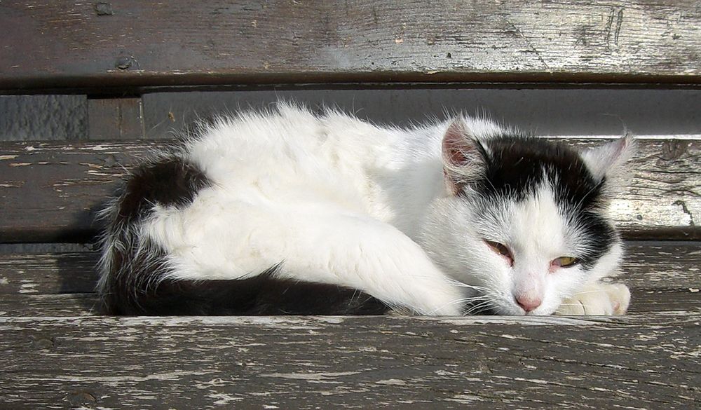 Katze weißschwarz Foto & Bild tiere, haustiere, katzen Bilder auf